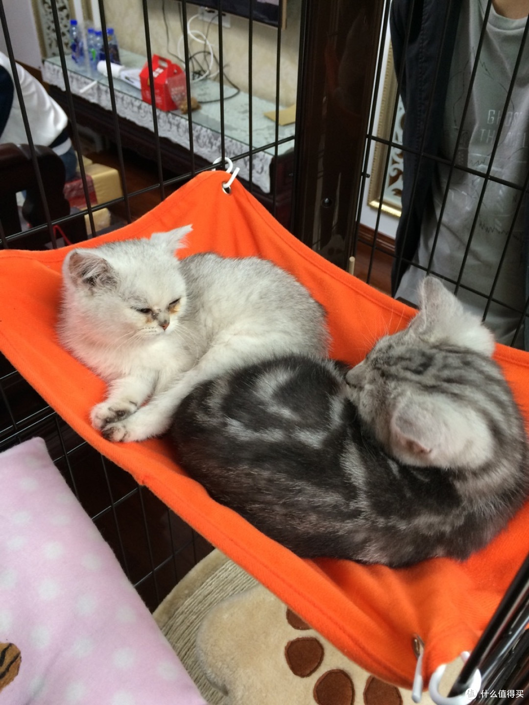 #一周热征#宠物用品# 养猫基础物件