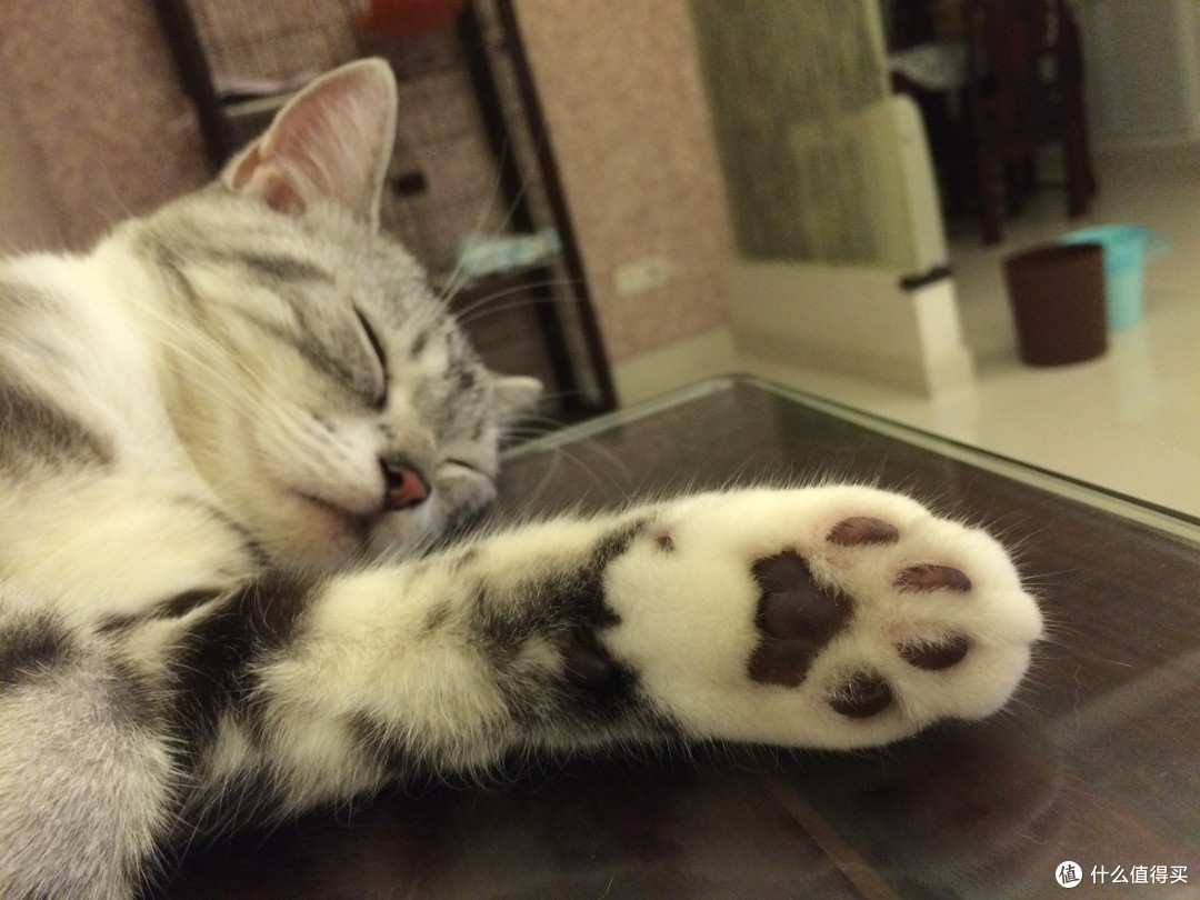#一周热征#宠物用品# 养猫基础物件
