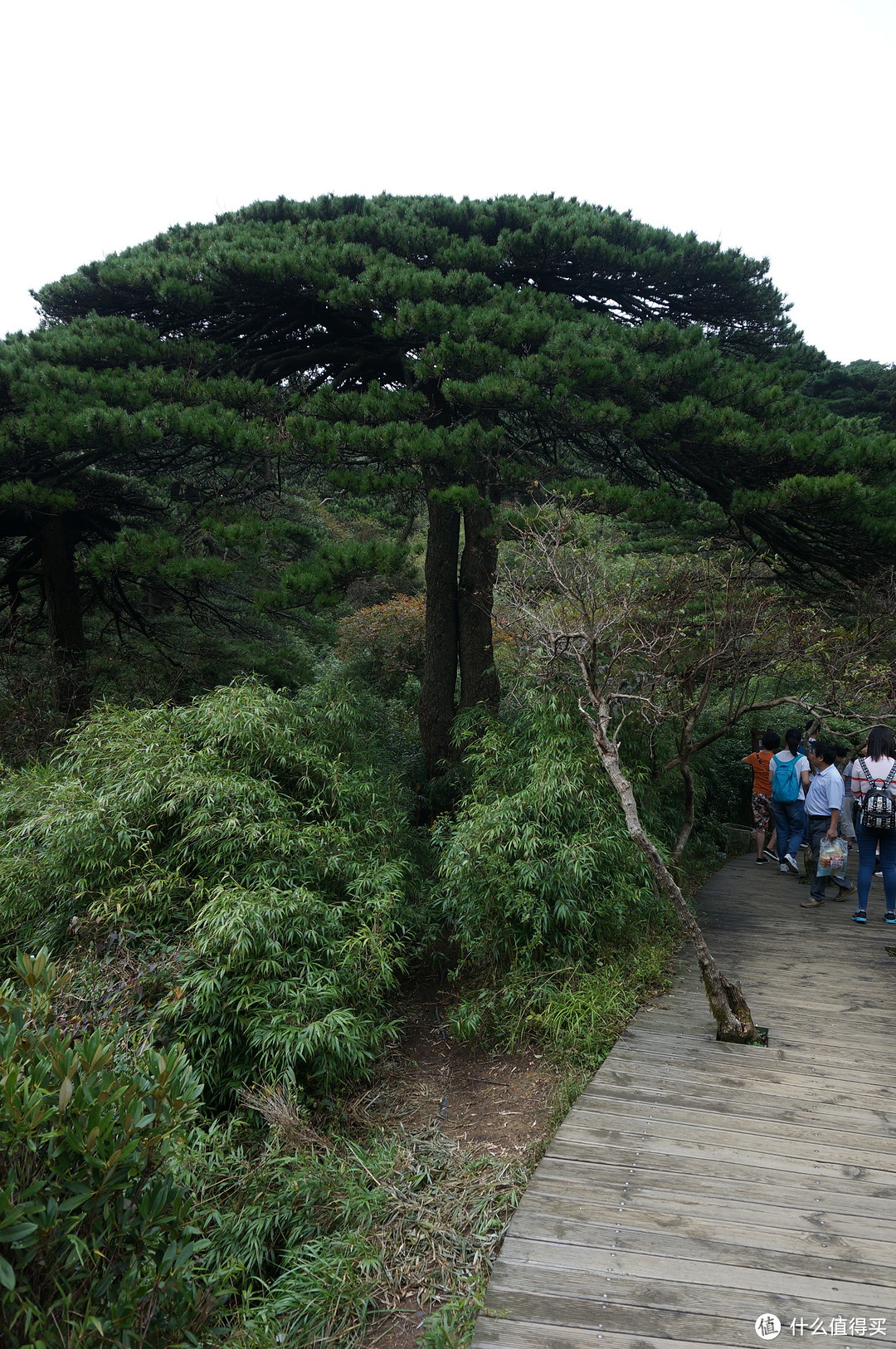 云中漫步三清山，峰林奇观花岗岩