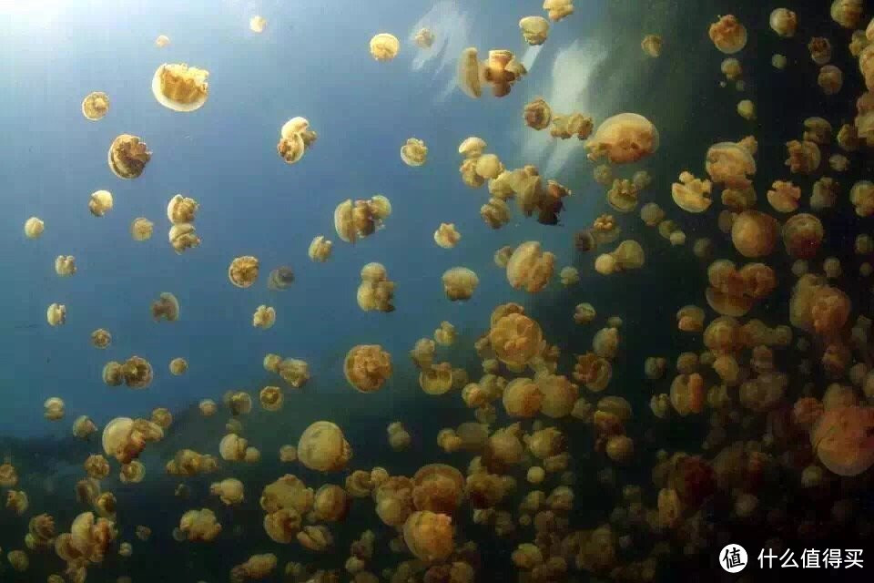 帕劳的流水账，告诉你一个真实的帕劳