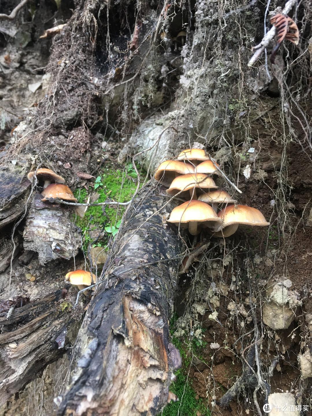 越过山丘，行走在云端——雨崩徒步行记