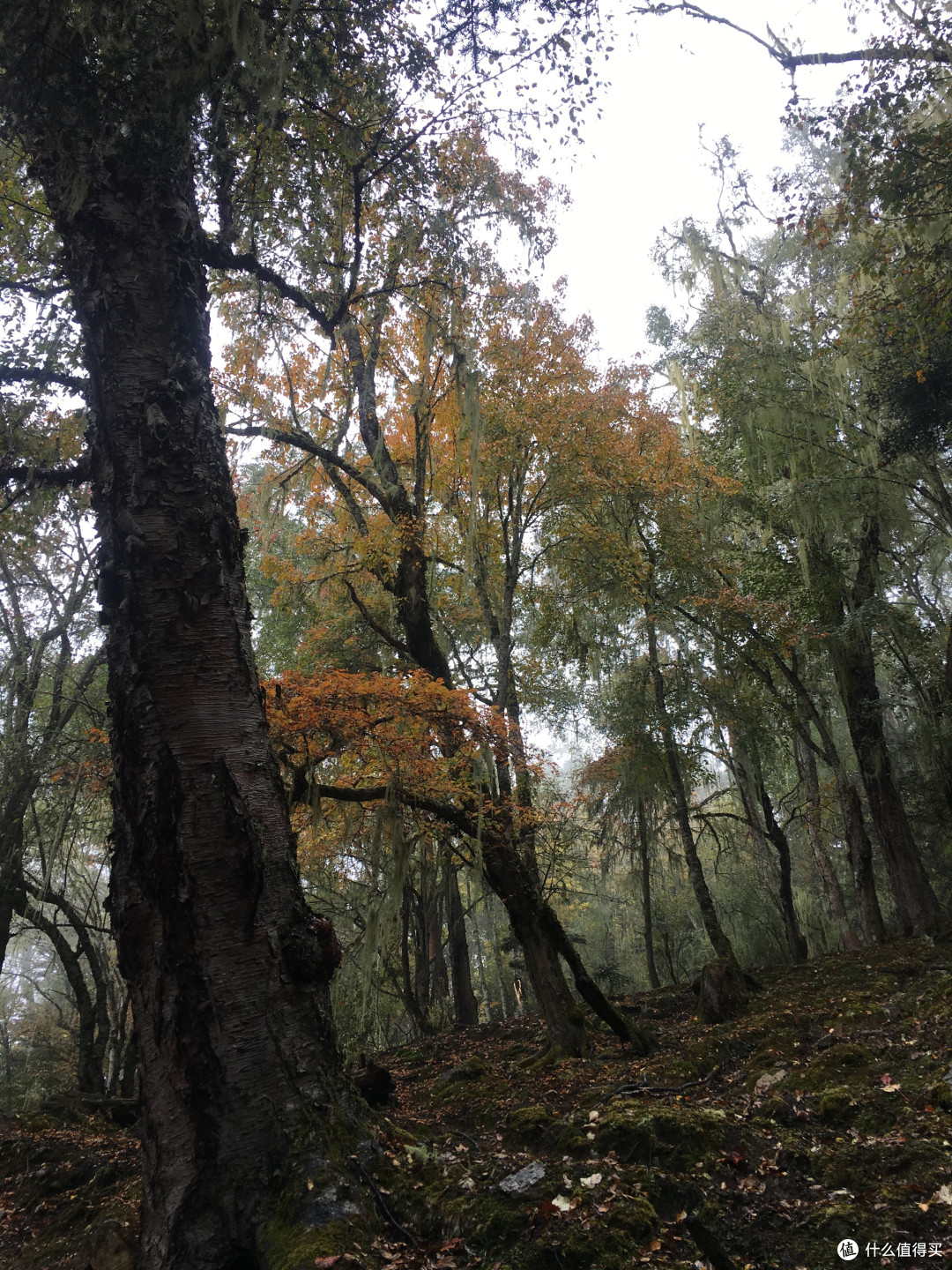 越过山丘，行走在云端——雨崩徒步行记