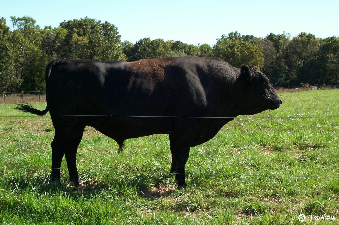 最后,感谢那头可爱的神户牛,能为值友们展现你的美丽,也算不枉此生了