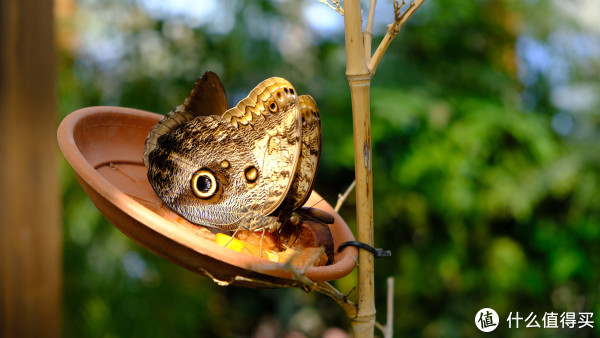 富士 XT2 无反相机开箱 & 使用感受