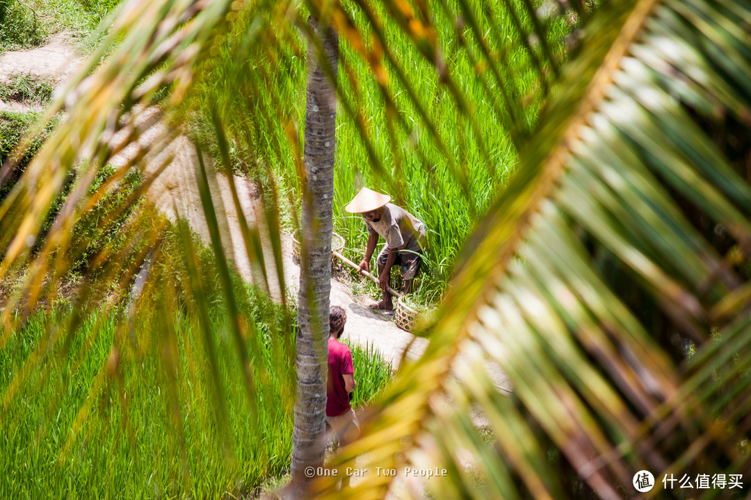 Rice Terrace