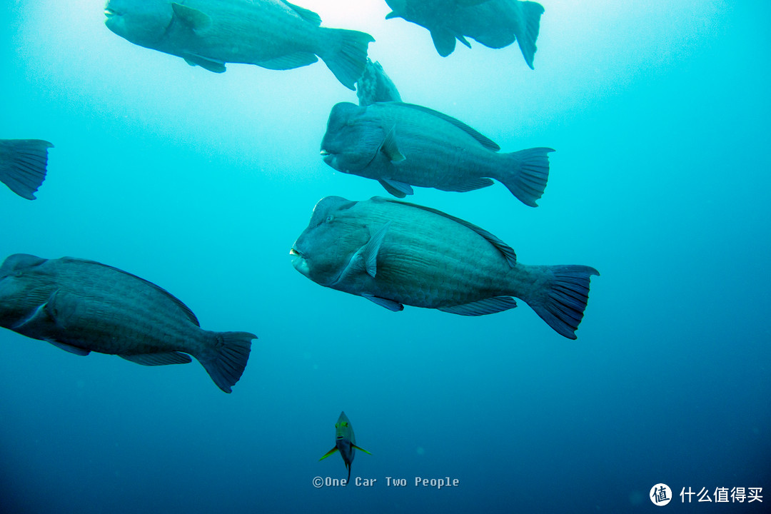 Bumphead ParrotFish 胖头鱼