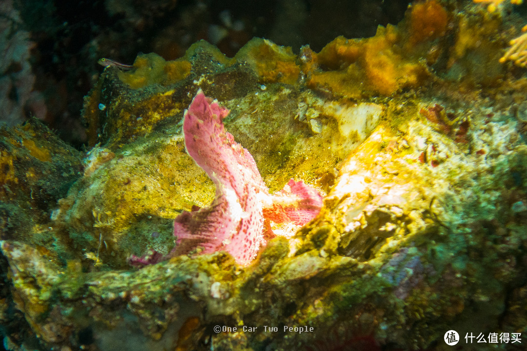 sea slug 西班牙舞娘，海兔的一种