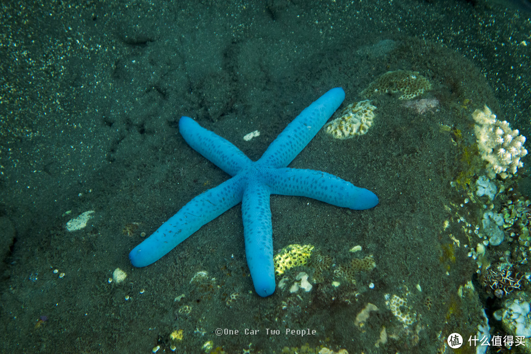 Starfish 海星