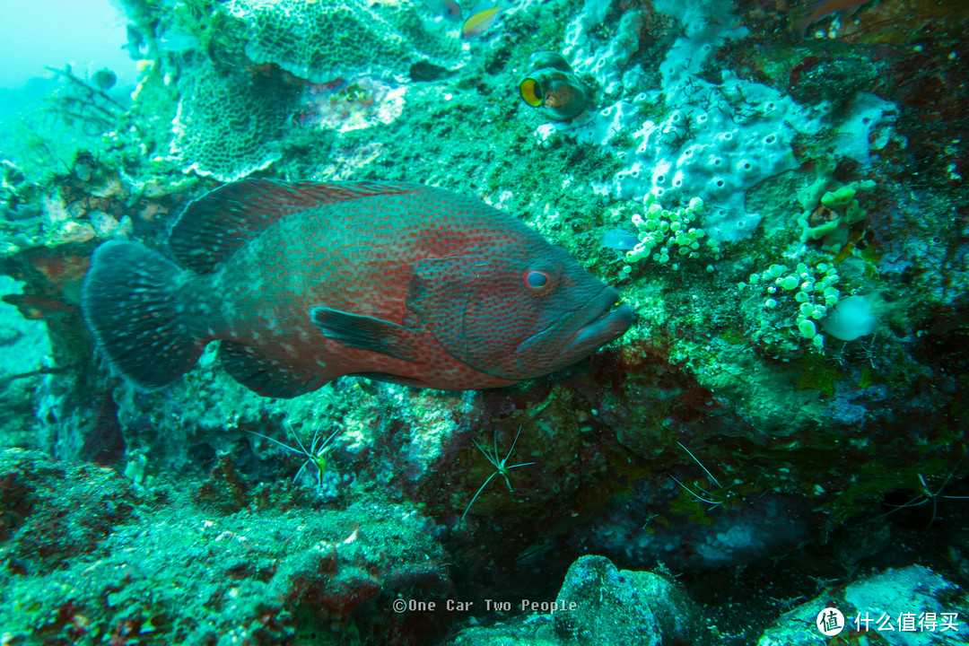 Coral Trout