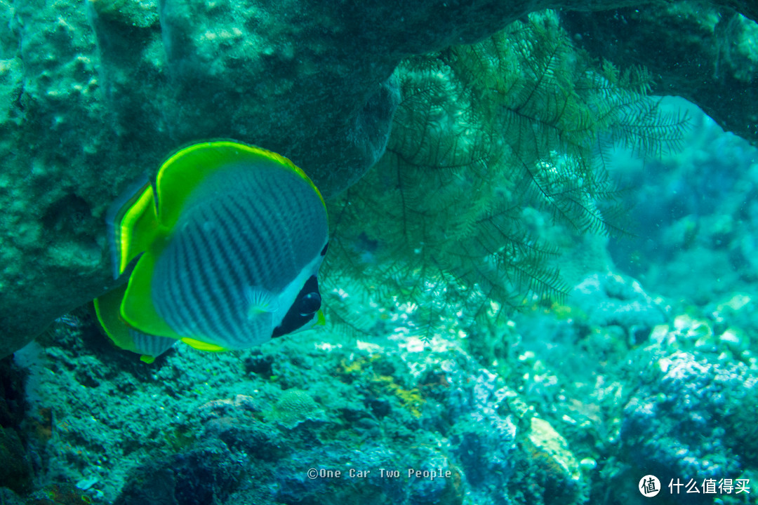 Butterflyfishes 蝴蝶鱼