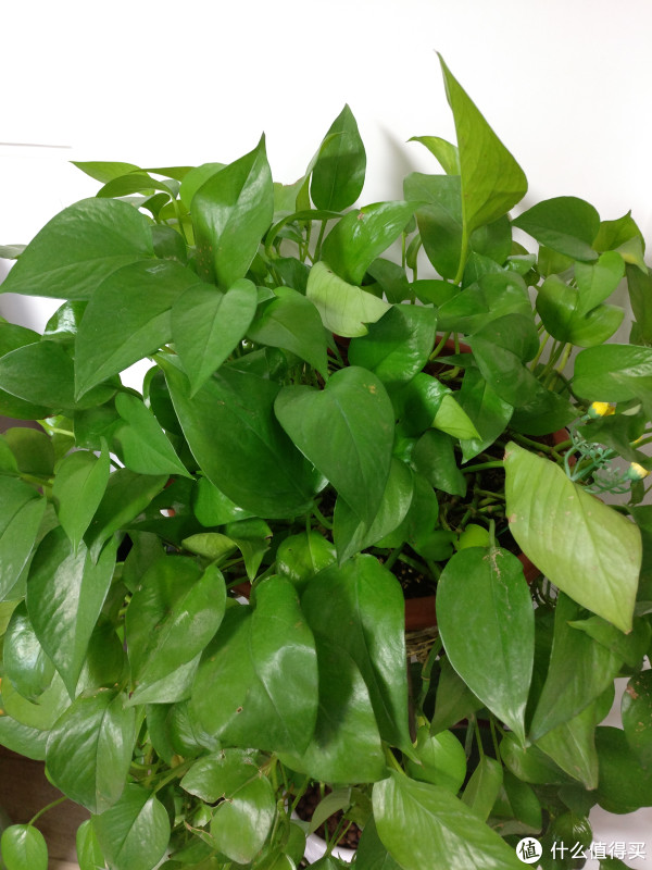 小米最贵的手机 — MI 小米 小米MIX 尊享版 评测