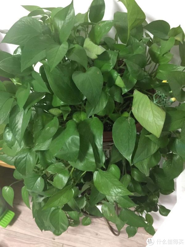 小米最贵的手机 — MI 小米 小米MIX 尊享版 评测