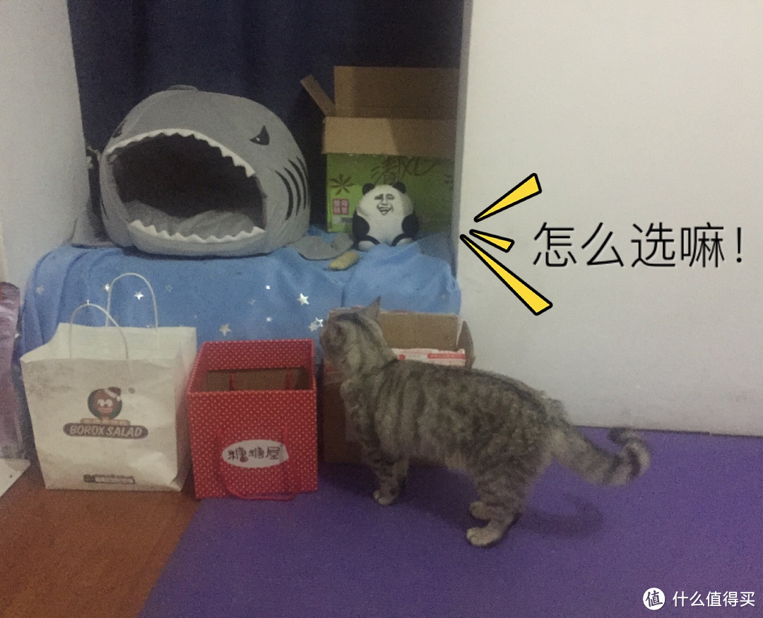 铲屎官的第一步：猫奴必备好物list之日常用品