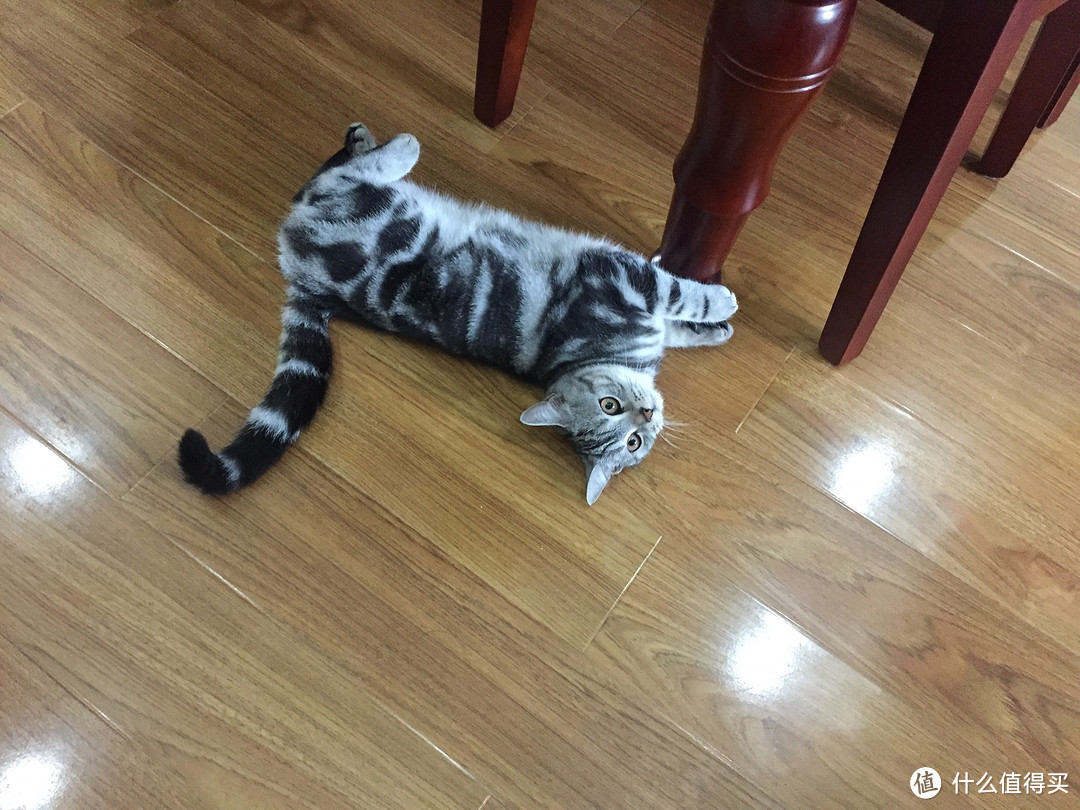 铲屎官的第一步：猫奴必备好物list之日常用品