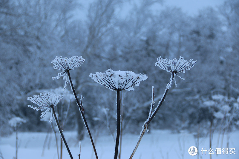 又见雪花