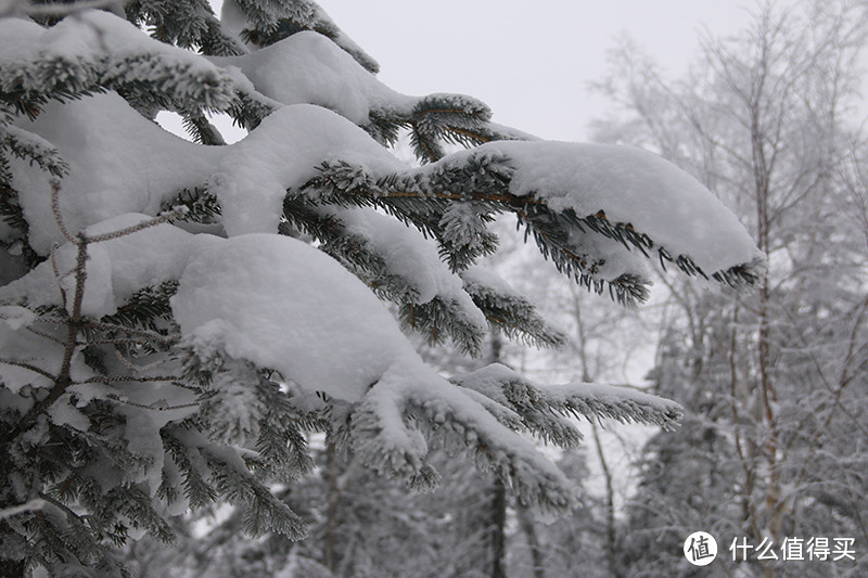 雪松