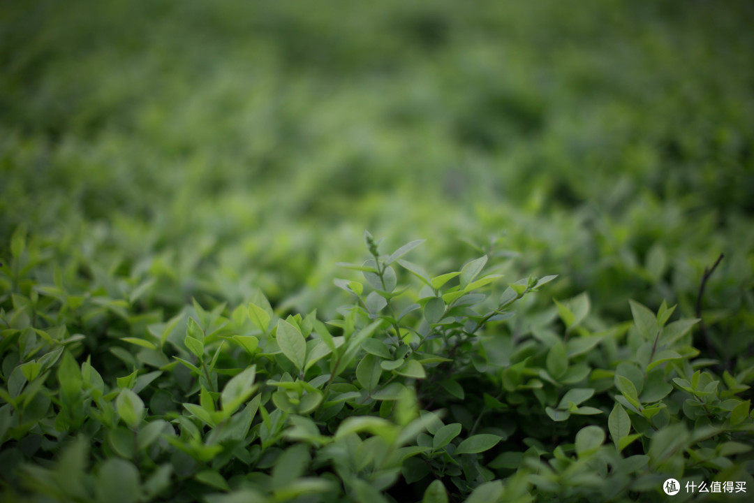 #原创新人# 迟来的50L — Canon 佳能 EF 50mm F/1.2L USM 标准定焦镜头 开箱