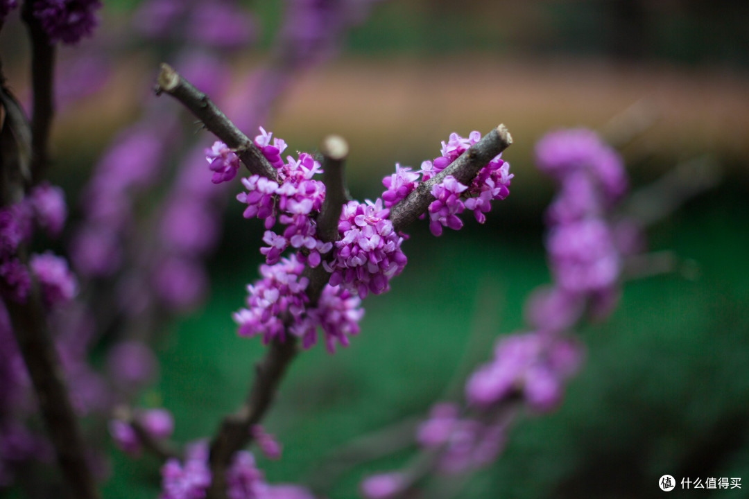 #原创新人# 迟来的50L — Canon 佳能 EF 50mm F/1.2L USM 标准定焦镜头 开箱