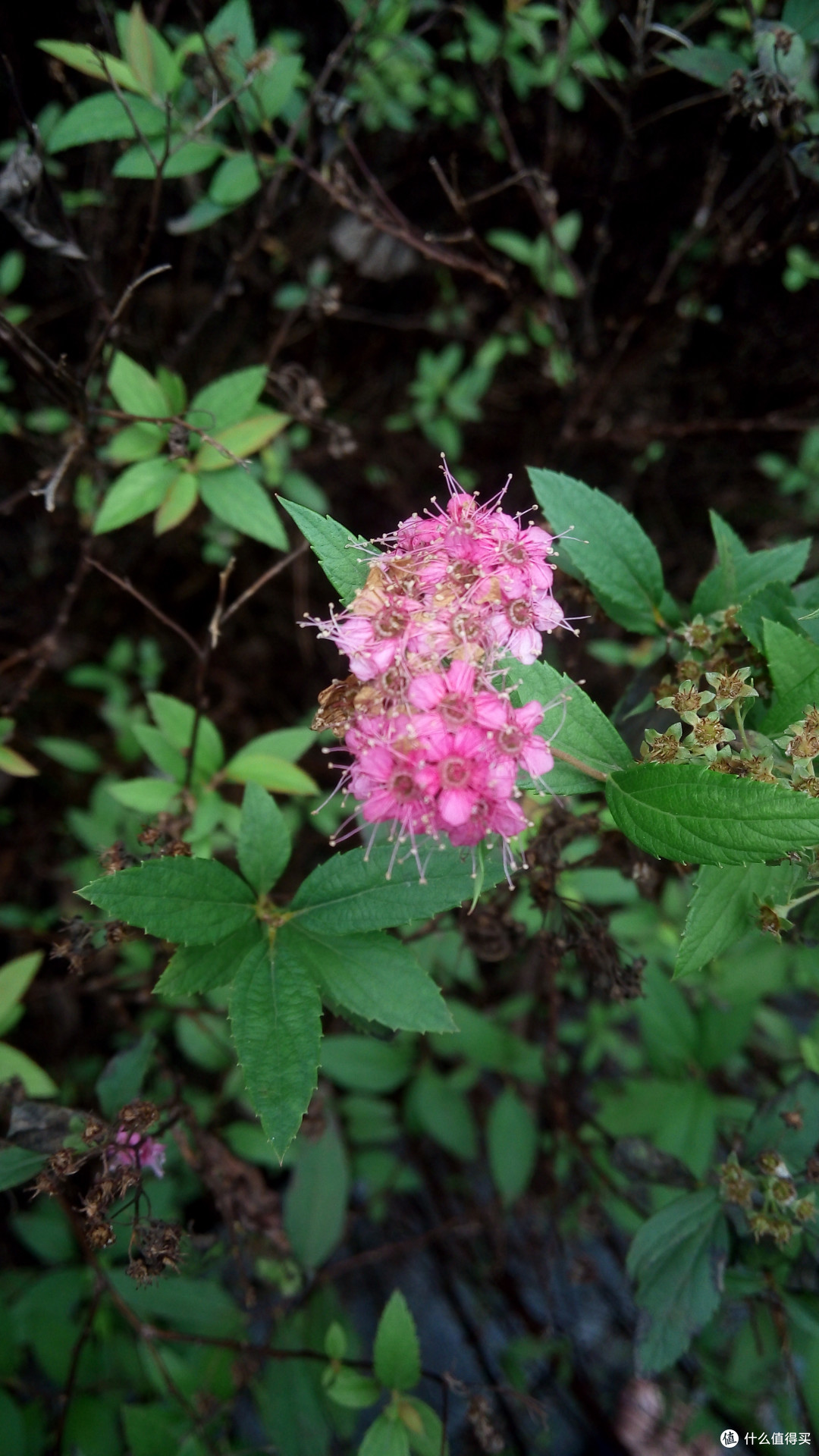mi小米红米4高配灰一周使用报告及选购建议