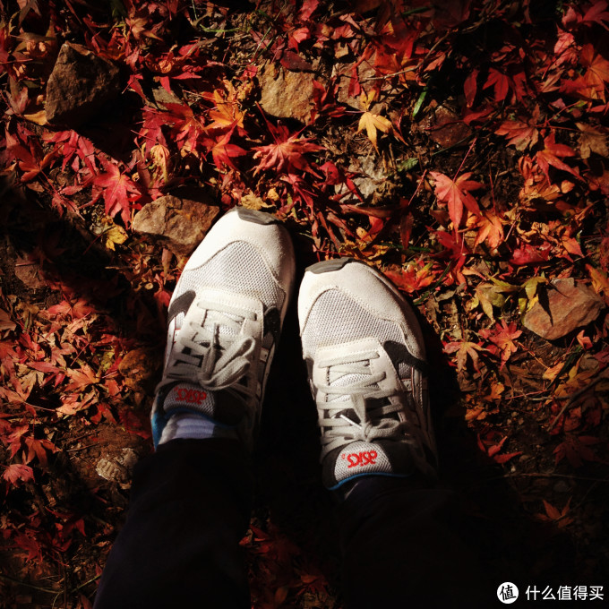 金陵秋色——11月的一人南京游记