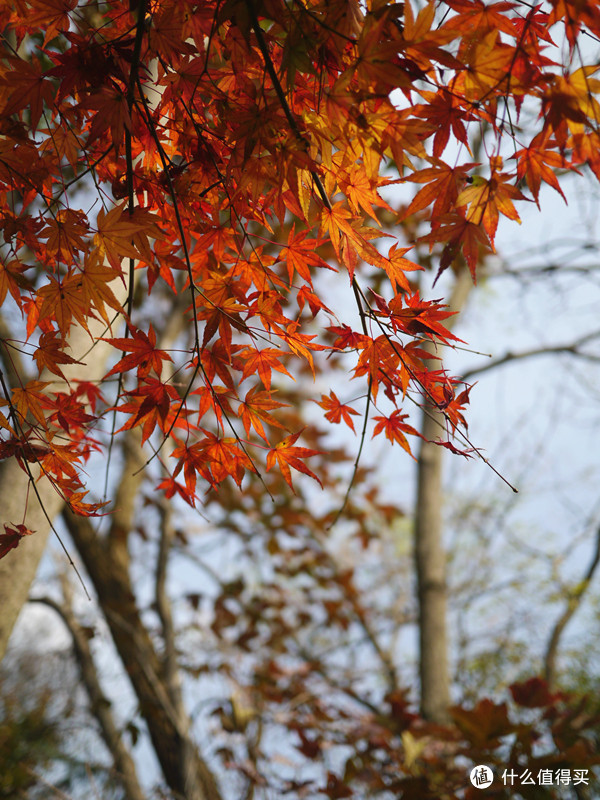 金陵秋色——11月的一人南京游记