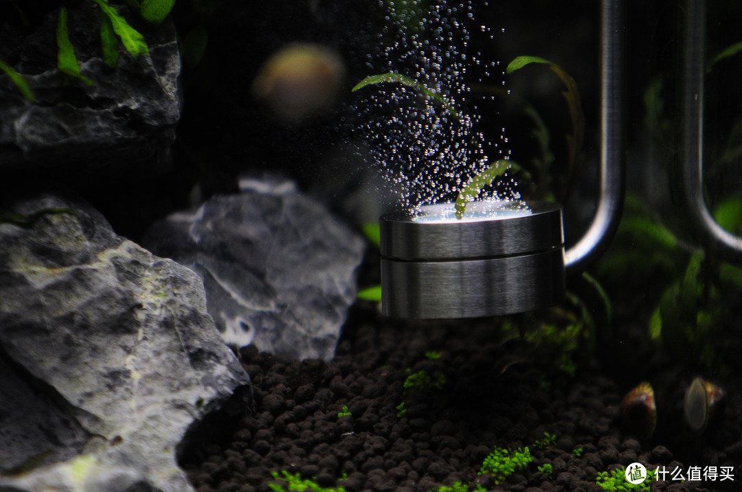一缸一世界：DIY水草缸是怎样养成的？