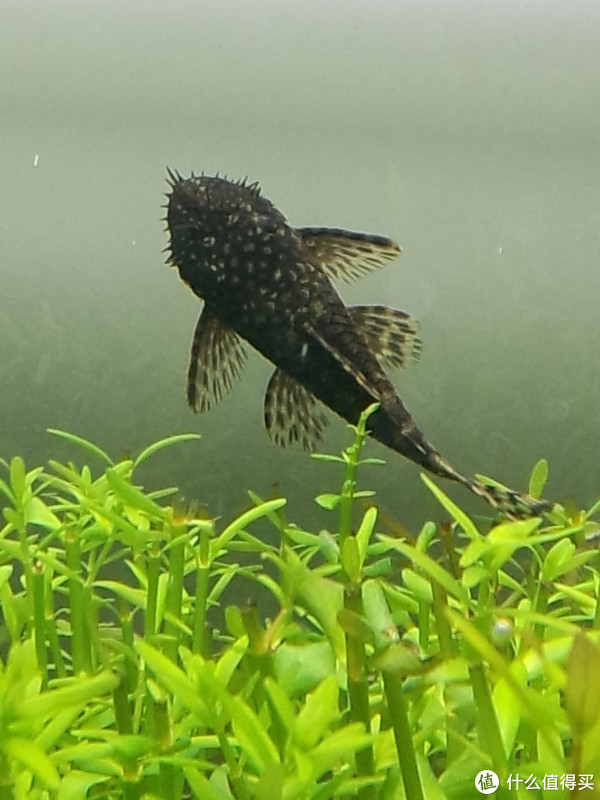 迷彩大帆.是鱼缸里的清道夫.