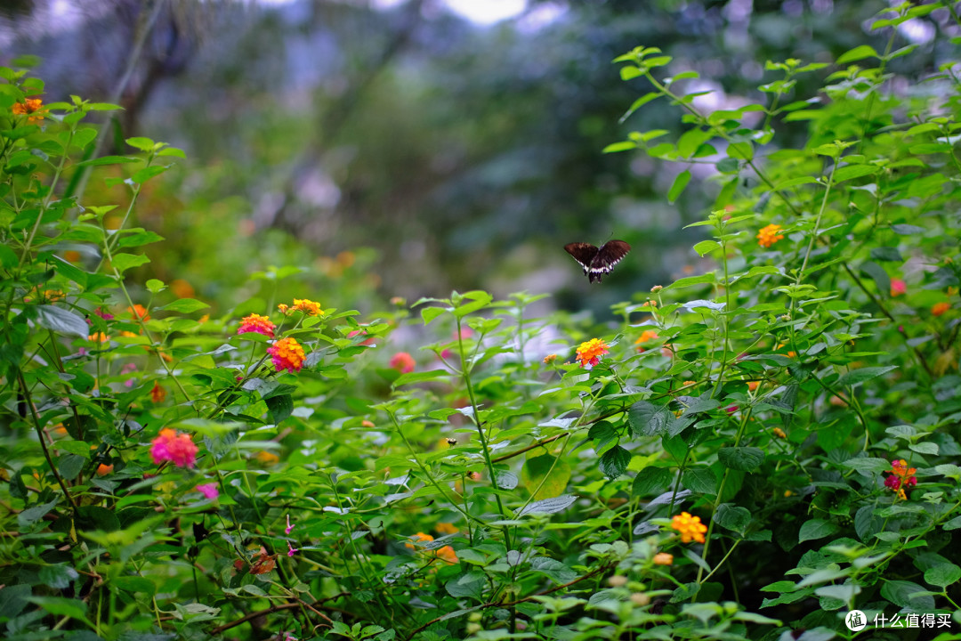 中一光学 MITAKON SPEEDMASTER 2代 35MM F0.95镜头 富士FX卡口使用心得