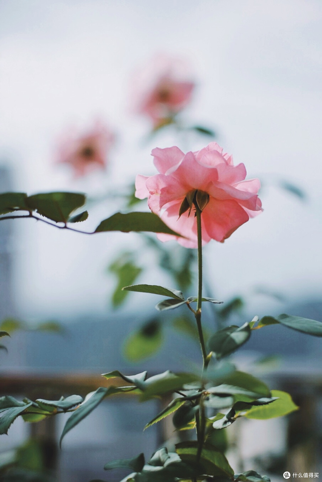 中一光学 MITAKON SPEEDMASTER 2代 35MM F0.95镜头 富士FX卡口使用心得