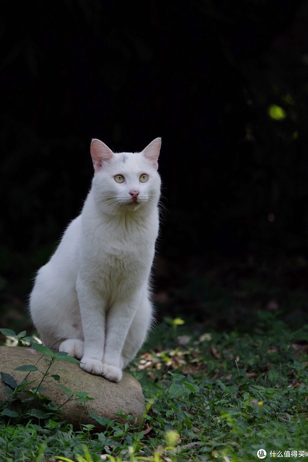 中一光学 MITAKON SPEEDMASTER 2代 35MM F0.95镜头 富士FX卡口使用心得