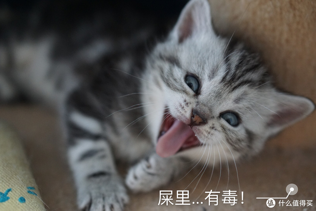 第二步：猫奴必备好物list之医疗保健用品