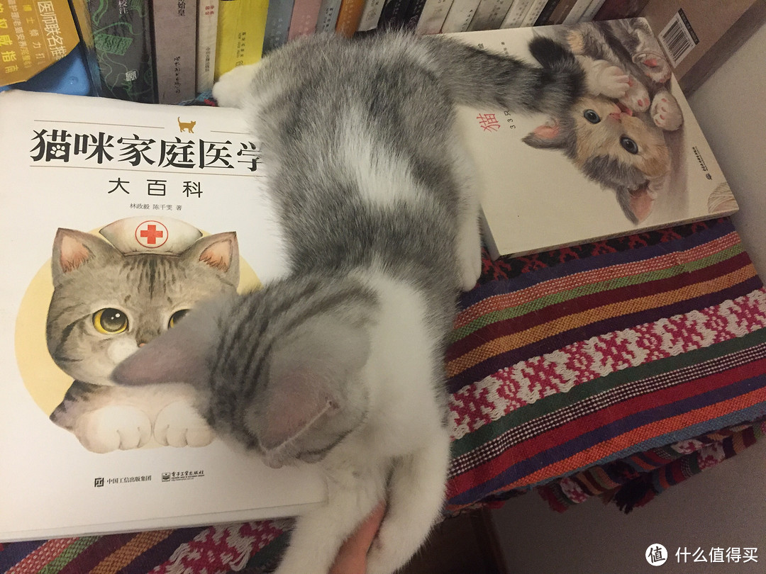 第二步：猫奴必备好物list之医疗保健用品