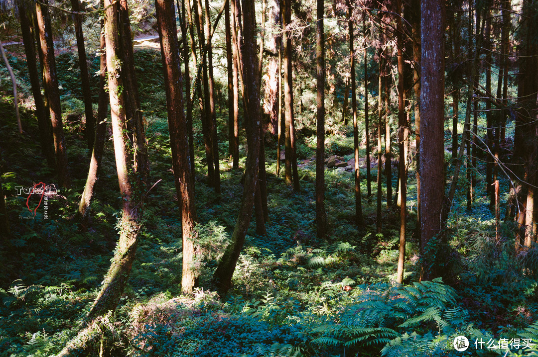 阿里山树林