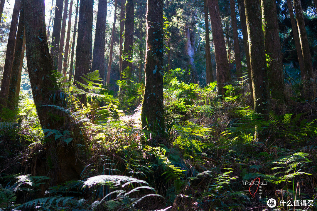 阿里山树林