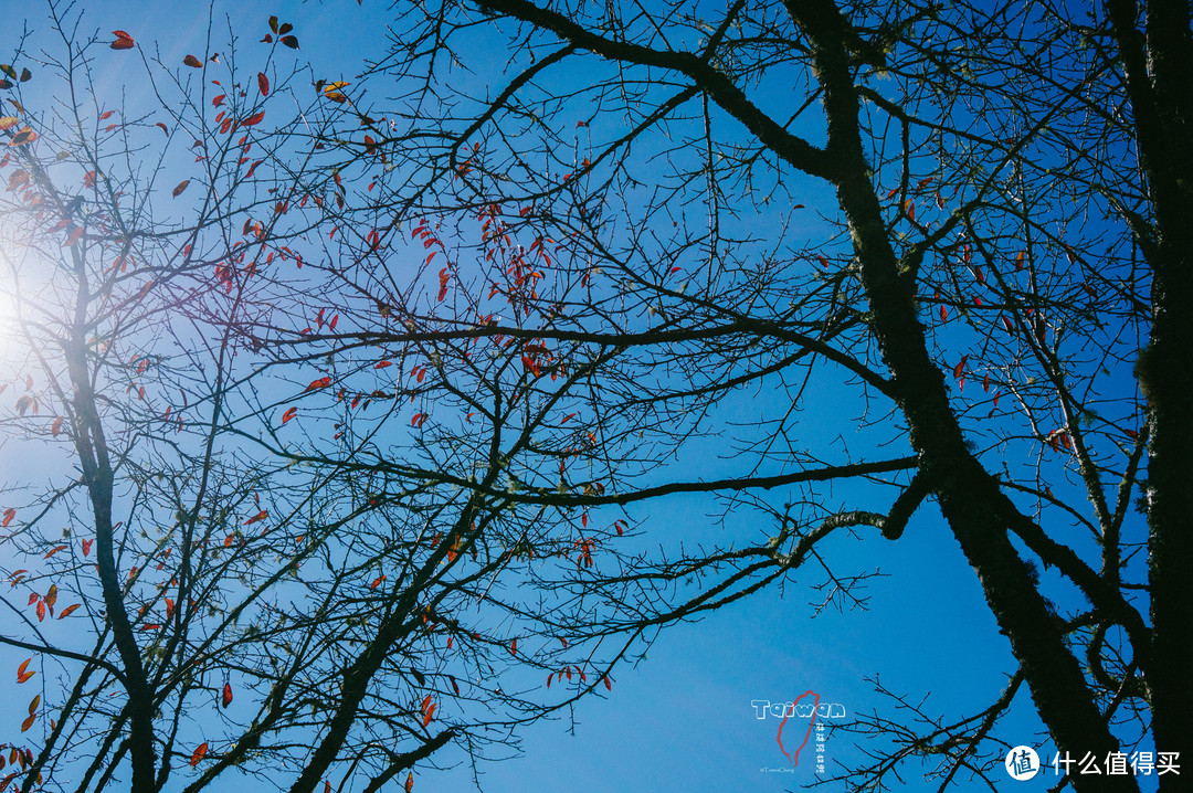 蓝天下的小树杈