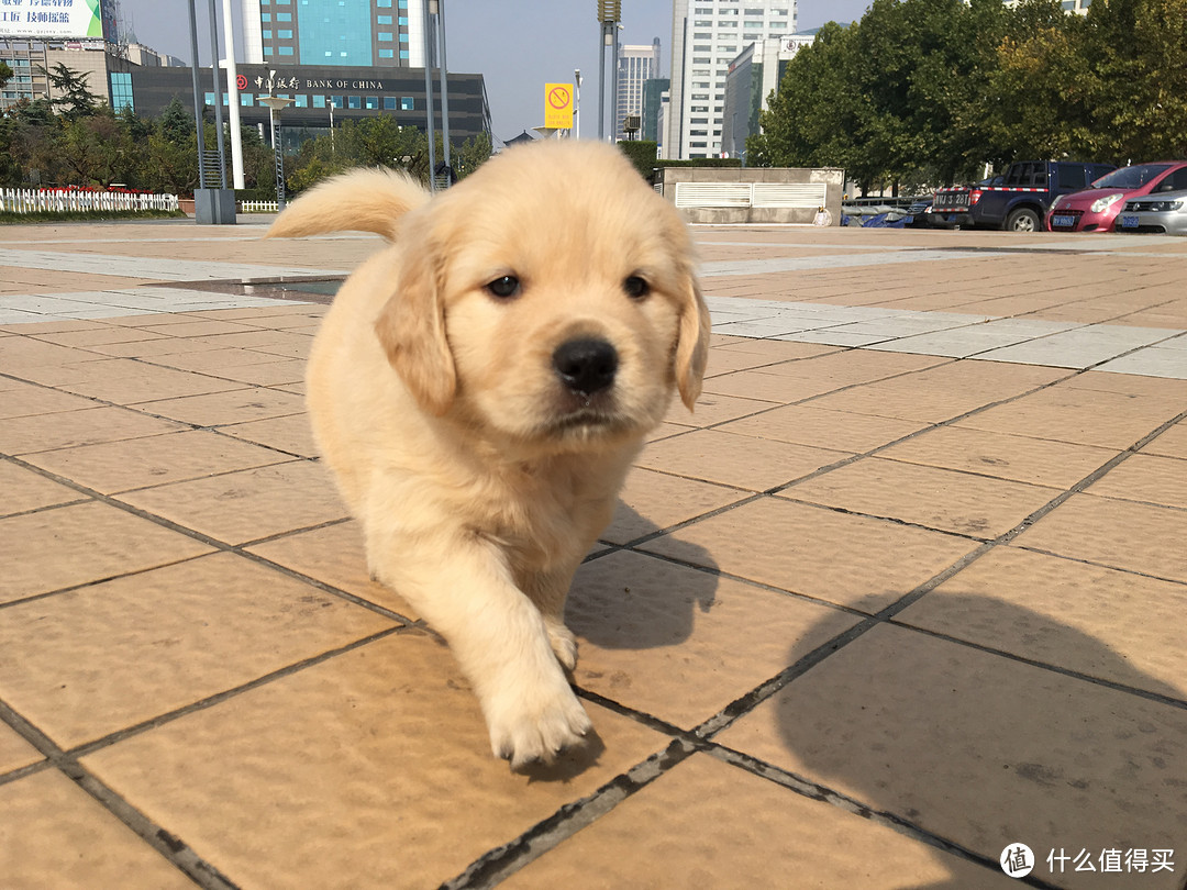 与你相遇好幸运：遛不丢HD02智能狗牌评测