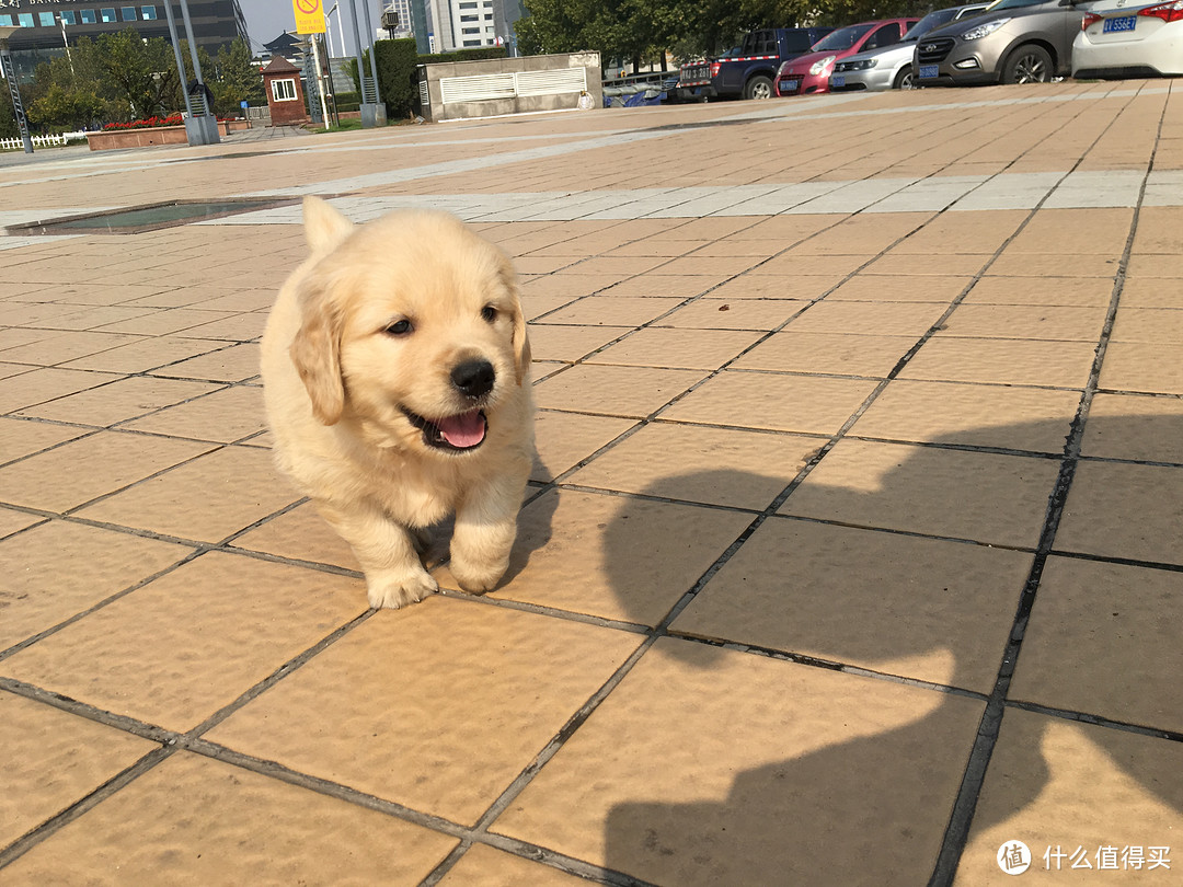 与你相遇好幸运：遛不丢HD02智能狗牌评测