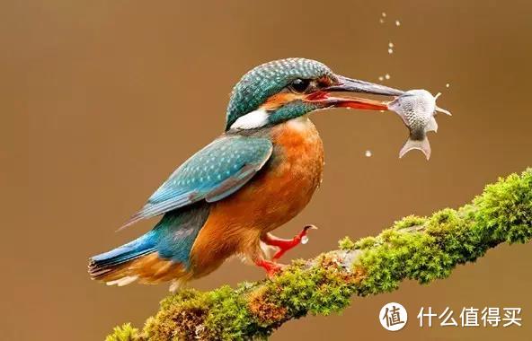 被翠鸟捕食的小鲫鱼。图片：alamy.com