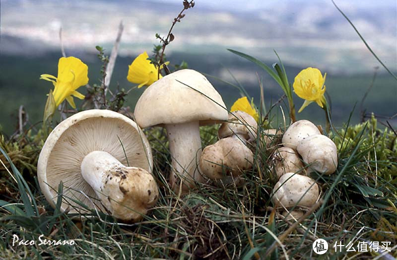 要是这么美，采蘑菇也行。图片： ficha tecnica/Setas y Sitios