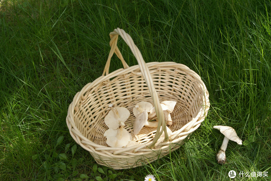 但是这蘑菇不是你想采就能采。图片：Wikimedia Commons
