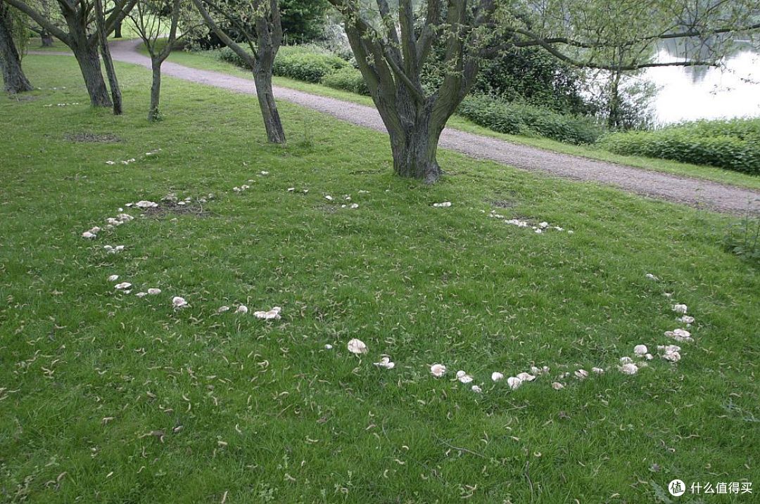 蘑菇圈。图片：British Isles fungi and some slime moulds