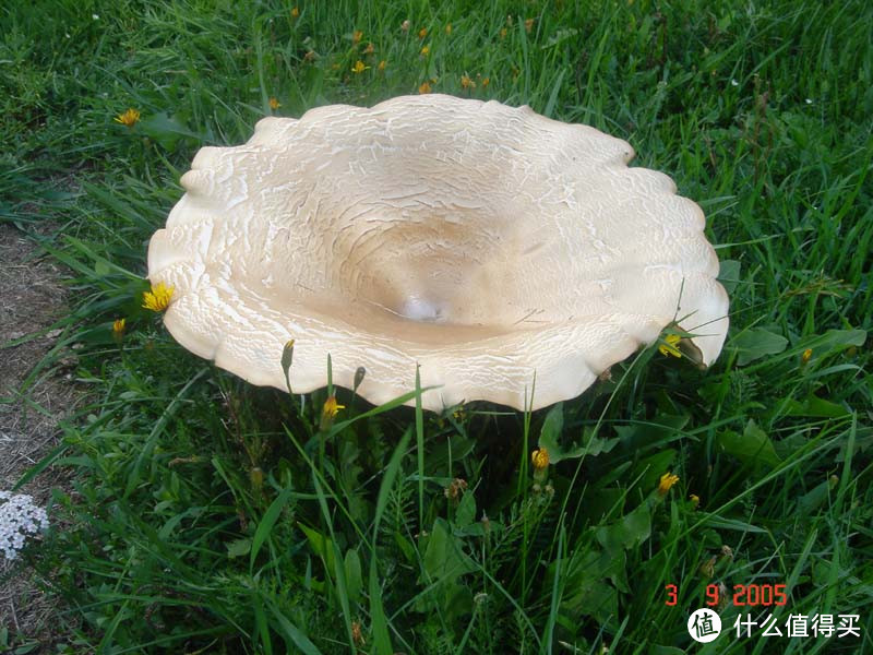 子实体巨大的大白桩菇。图片：Fiori in Italia