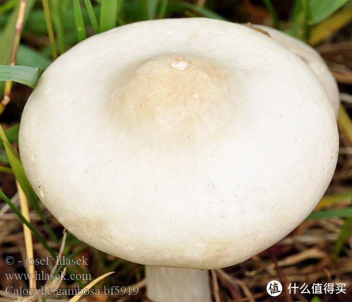 大白蘑菇看着没食欲？尝到味道你就不这么想了。图片来源见水印
