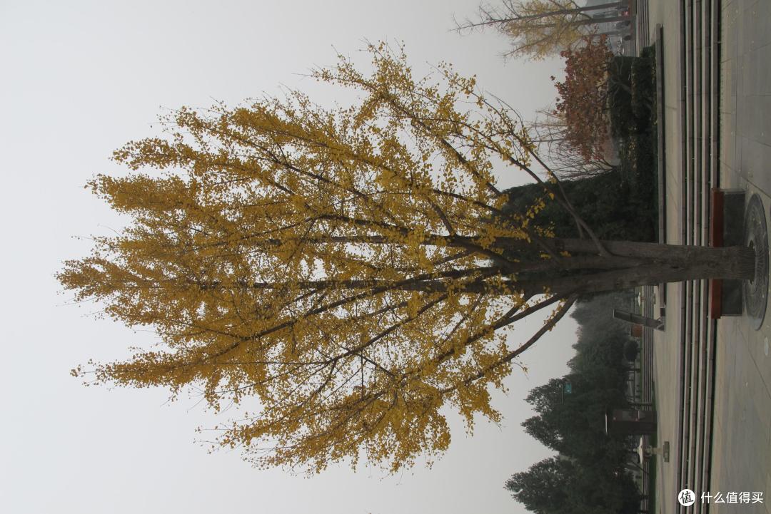 大三狗花了个周末穷游西安(上篇)