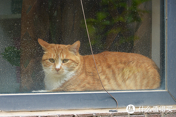 ▲04 邻居的猫，家为它挡住窗外的冷热雨雪。@15年5月