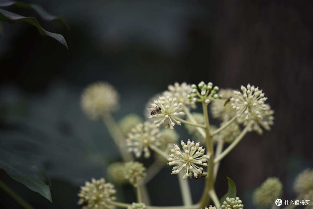 #原创新人#ZEISS 蔡司 Milvus 135mm f/2 Apo ZF.2 镜头