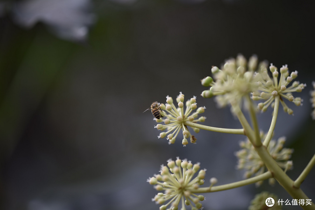 #原创新人#ZEISS 蔡司 Milvus 135mm f/2 Apo ZF.2 镜头