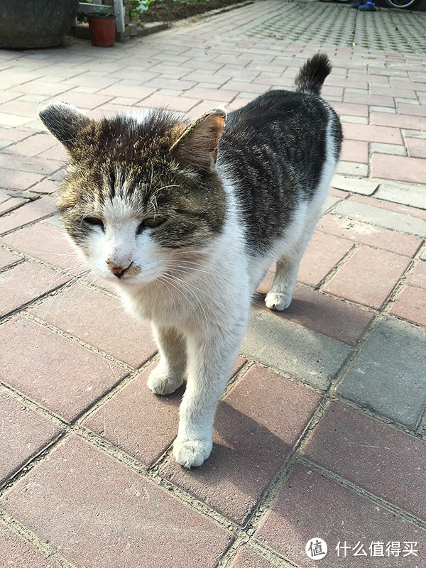 ▲13 有些猫咪，毛色差，眼神黯淡，状态不佳。@16年6月