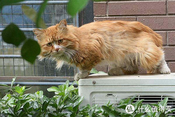 ▲15 有些猫咪机灵警惕，见人靠近就溜走。@15年5月