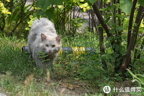 ▲16 只能远观无法靠近的猫咪，虽流浪但美貌犹存。@15年5月